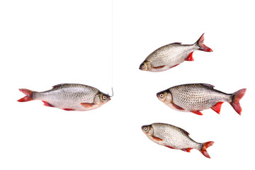 Fishes and fish on a hook,  isolated on white, clipping path
