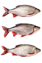 Set fresh raw fish isolated,  clipping path