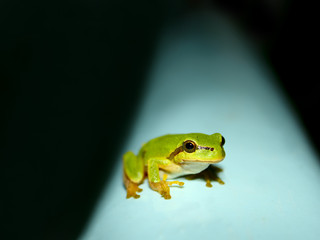Tree Frog on a water tank