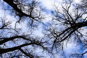 Winter sky in the old forest
