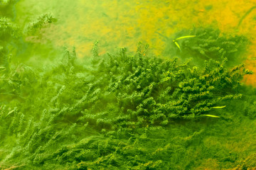 Water plants