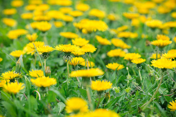 Spring in meadow - dandelion flowers