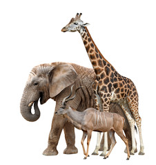 Giraffe, Elephant and Kudu isolated on white