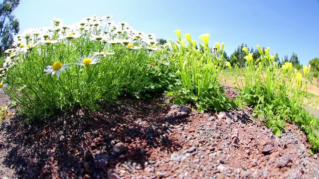 walk in the countryside with wildflowers on a spring sunny day