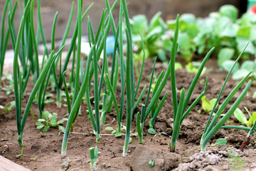 Onion plantation