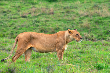 Lioness