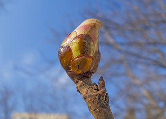 Spring bud