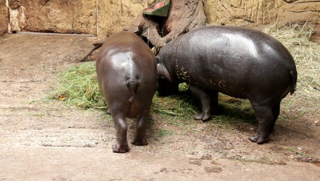Pygmy hippopotamus  have dinner at Zoo