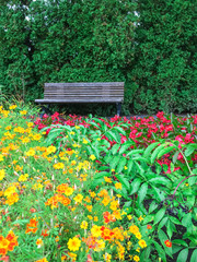 Wooden bench in blooming summer garden