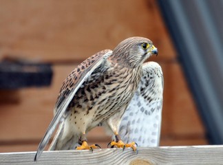 Turmfalke
