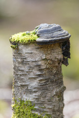 Mushrooms on top of a birch tree stub with green moss