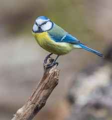 Blue tit