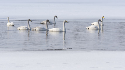 swans in lake in Norrbotten