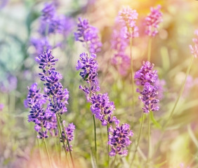 Beautiful lavender flowers