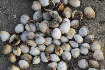 Muschelkolonie