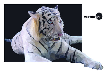 White tiger on a black background, vector illustration, low poly