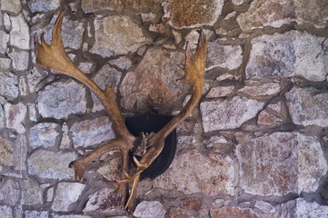 Curving elk antlers mounted on stone wall