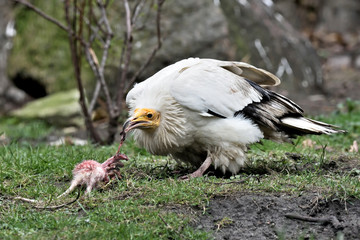 Egyptian vulture (Neophron percnopterus)