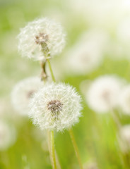 dandelions meadow