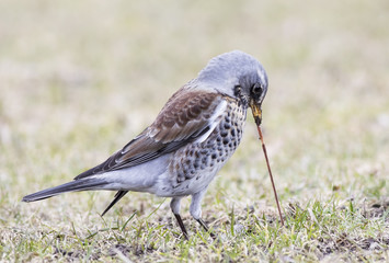 fieldfare pulling earthworm