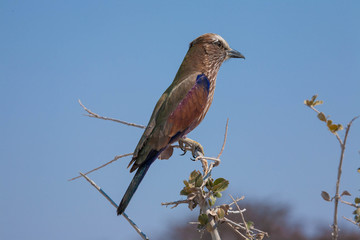African Bird