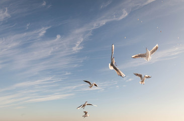 seagull flying over the Black sea