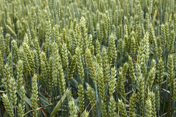 Green ripening wheat ears close-up