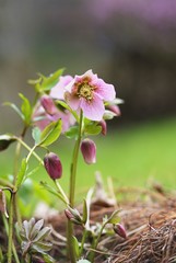 Pink Winter Rose - Hellebore