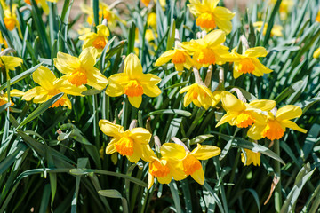 Fototapeta premium yellow daffodils in spring.