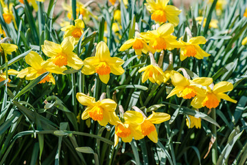yellow daffodils in spring.
