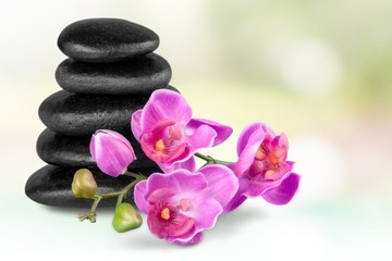 Fototapeta na wymiar Orchid. Pink Orchid and Lava Stones