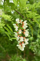 Flowering acacia inflorescence