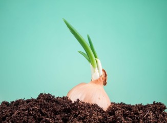 onions in soil on a green background