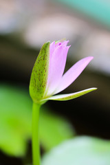 Beautiful flowers