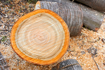 Heap of firewood cutting logs