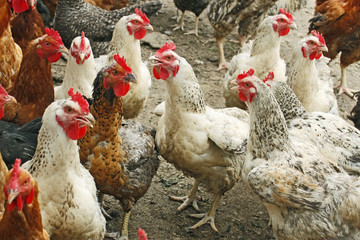 Chickens on the poultry yard