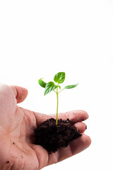 plant in hands
