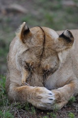 Lioness (Panthera leo), Masai Mara, Kenya