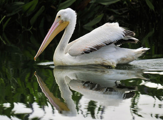 Pelican Reflection