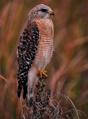 Balanced Hawk