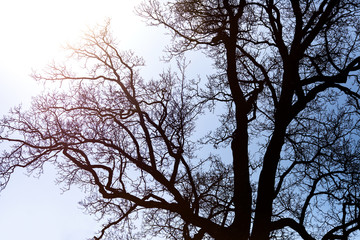 Large tree silhouette against the sky