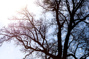 Fototapeta na wymiar Large tree silhouette against the sky