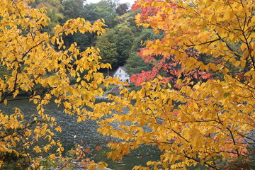 house between trees new england
