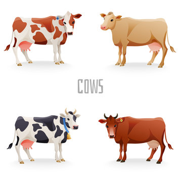 Different cows