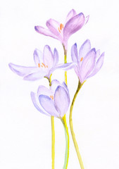 watercolor painting of a bouquet of a purple crocuses