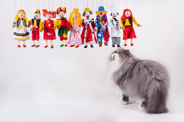 Cute persian cat  playing with puppets