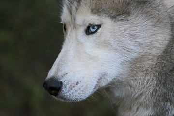 Portrait d'un loup sauvage aux yeux bleus