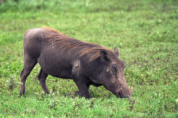 Fototapeta na wymiar Grazing warthog