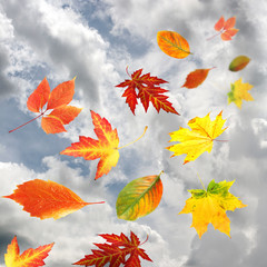 Obraz premium Autumn leaves on sky background
