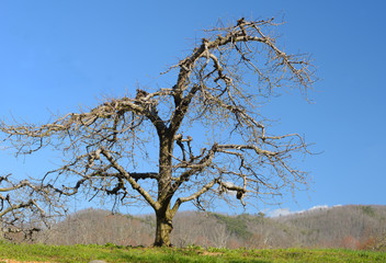 Single bare apple tree beneath a clear blue sky.